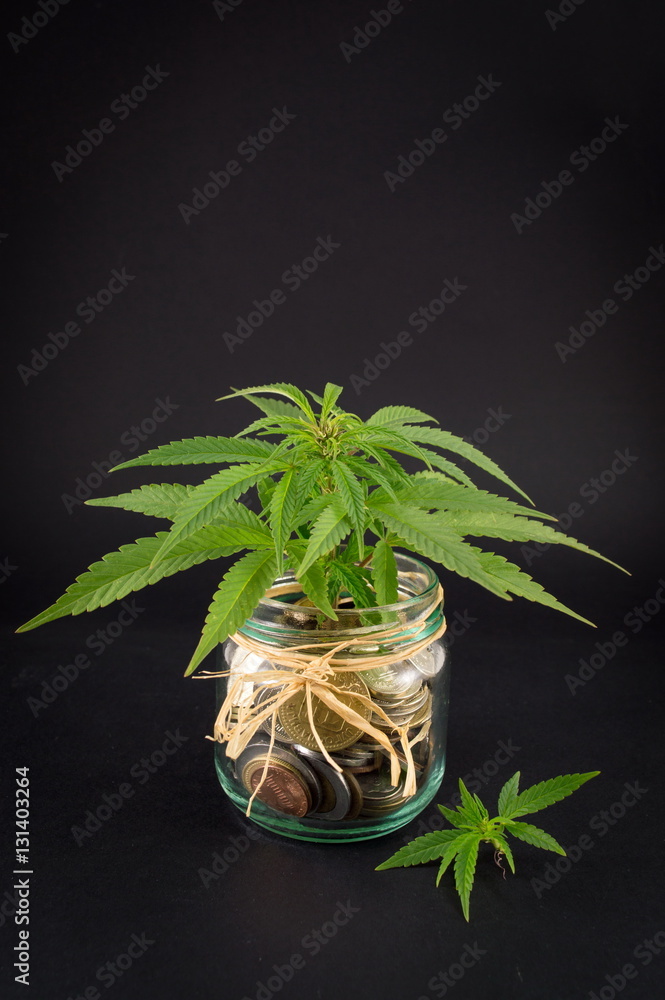 Fototapeta premium Marijuana plants on top of metal coins