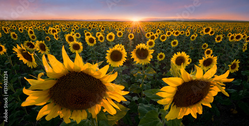 Fototapeta Naklejka Na Ścianę i Meble -  Sunflowers at Sunset