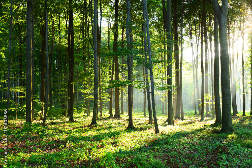 Obraz premium Rano w lesie