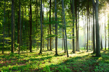 Keuken achterwand Foto van de dag Morning in the forest  © Piotr Krzeslak