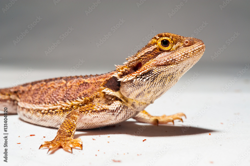 one agama bearded on white background.reptile close-up. one agama bearded on white background.reptile close-up.