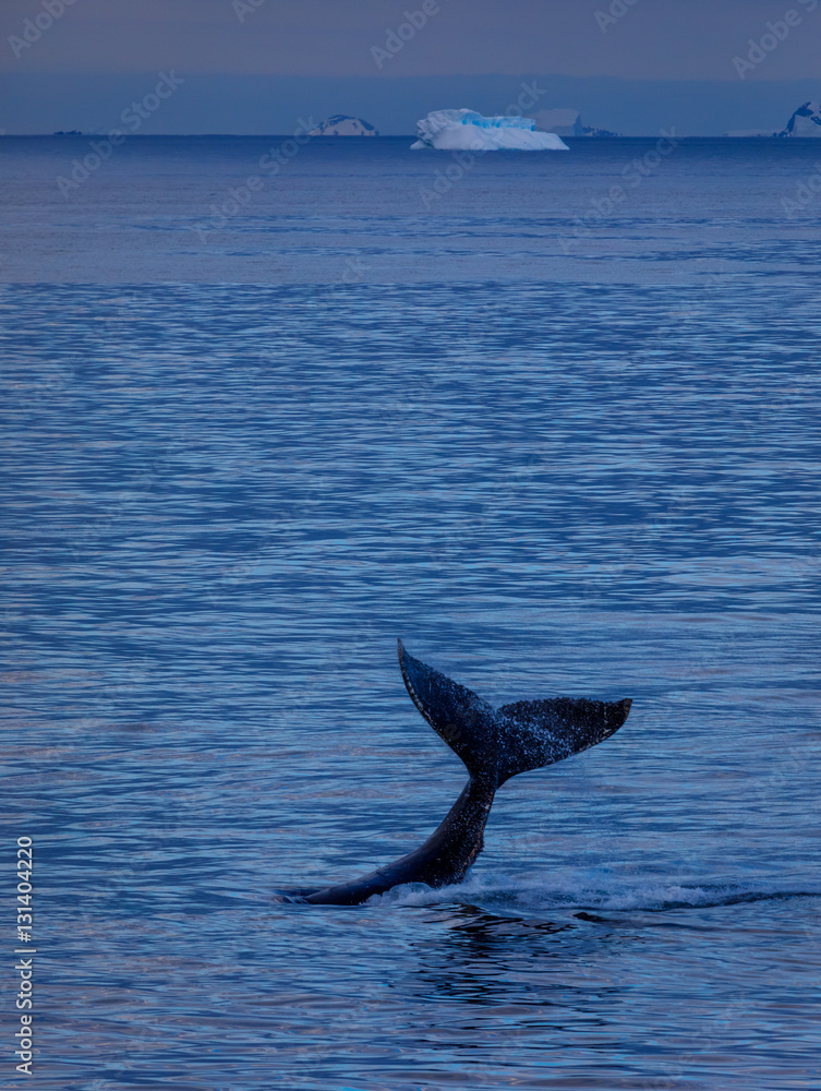 Fototapeta premium Buckelwal in der Antarktis