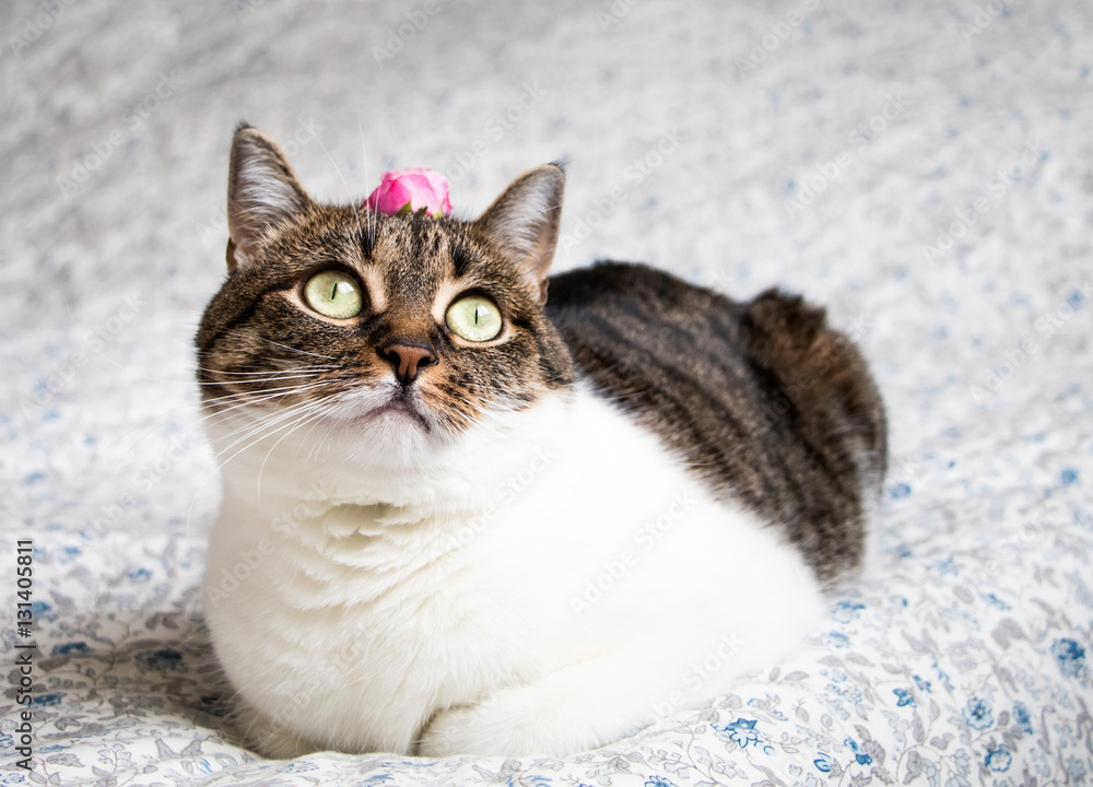 Portrait of a romantic tabby cat with a rose on its head. Funny colored cat with striped head and white body