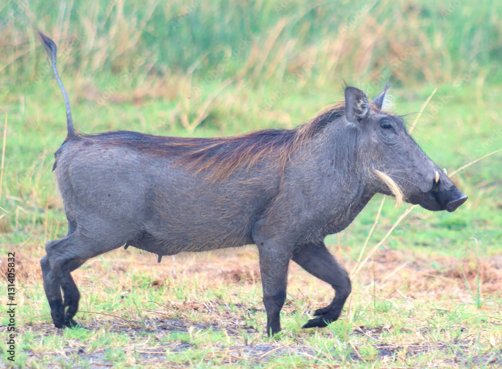 Fototapeta premium warthog