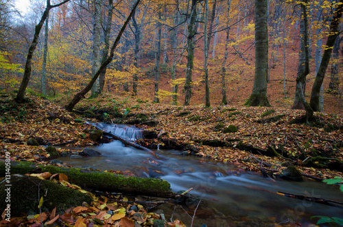 Fototapeta Naklejka Na Ścianę i Meble -  forest with long exposure