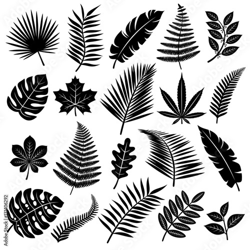 Set of leaves. Vector
