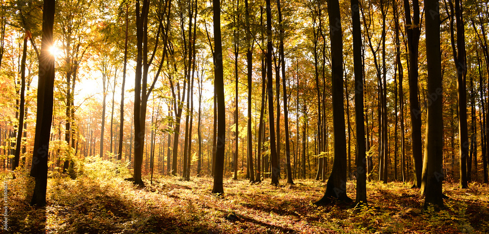 Obraz premium autumn forest