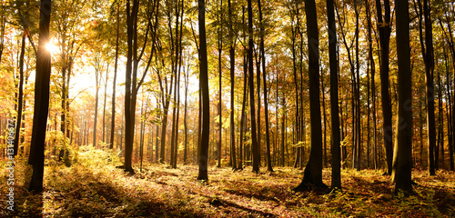 autumn forest © Piotr Krzeslak