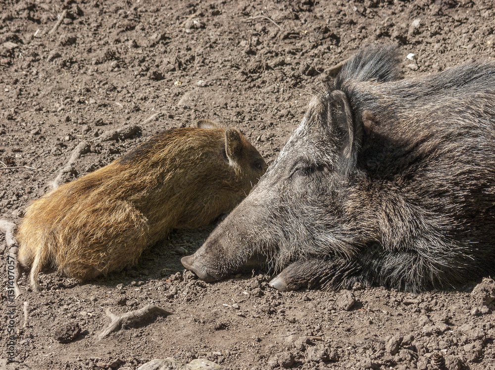 Wildschweinbache mit Frischling im Wildgehege in Kellenhusen