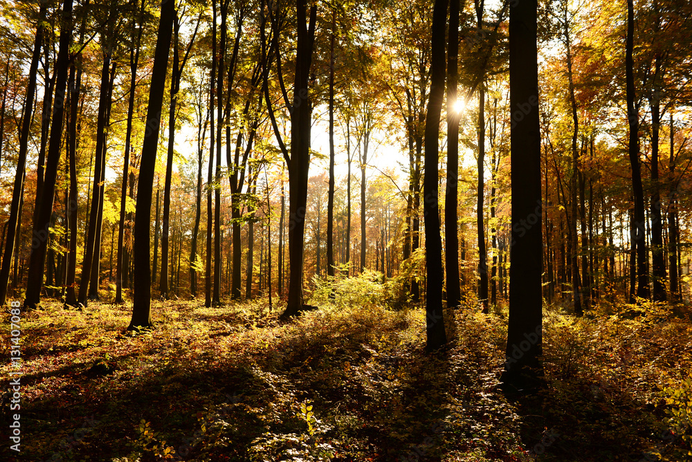 autumn forest autumn forest