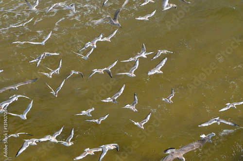 Mewy w locie/Seagulls flying, Poland