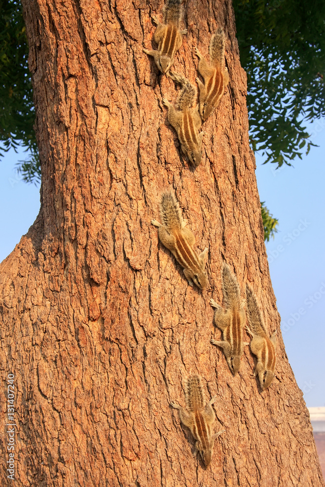 Indian palm squirrels on a tree in Agra Fort, Uttar Pradesh, Ind