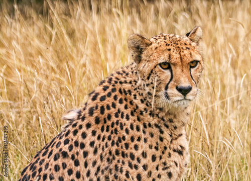 Cheetah