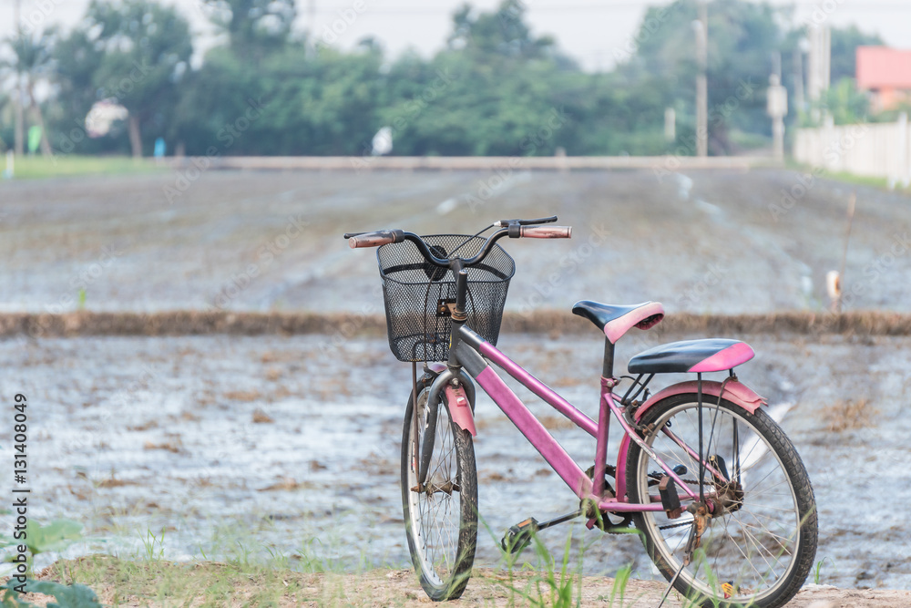 Fototapeta premium old bicycle in paddy field.