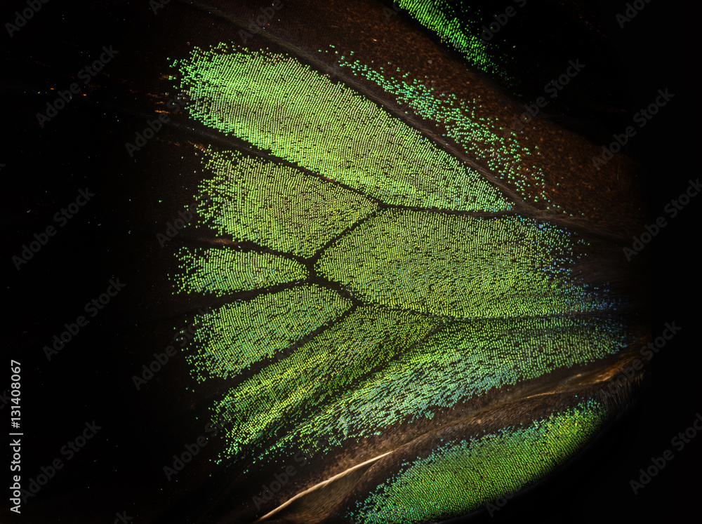 Fototapeta premium Trogonoptera brookiana - Rajah Brooke Birdwings- tropical buttelfly - detail