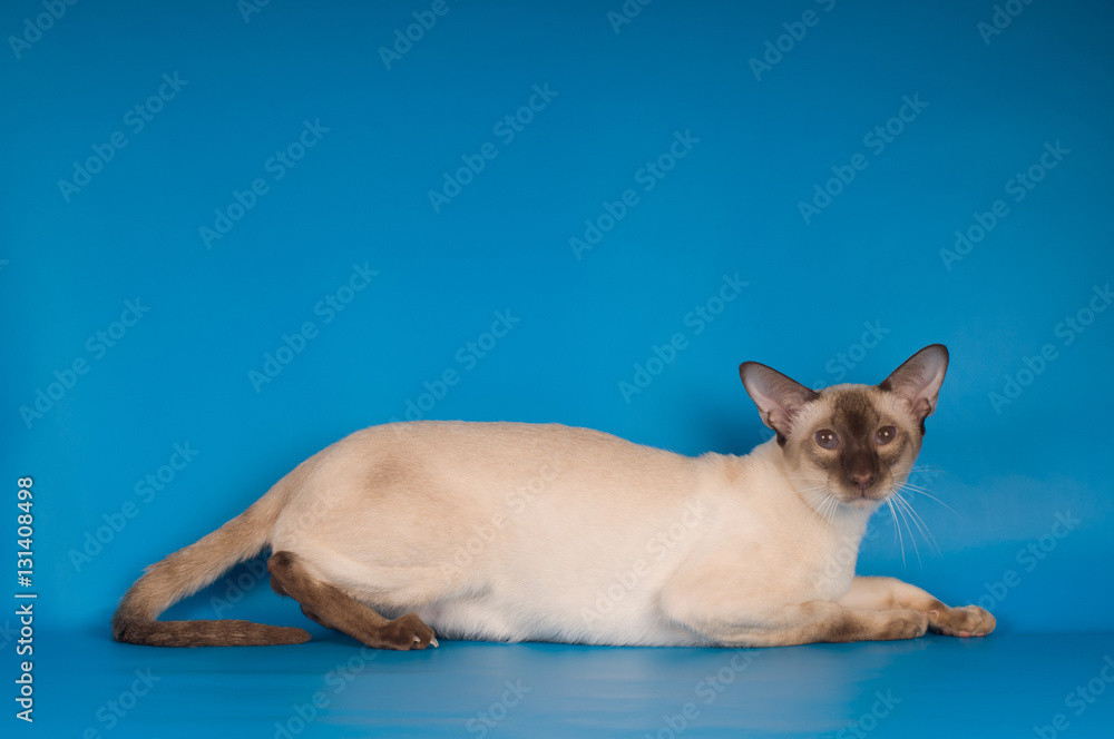 Siam cat on blue Siam cat on blue