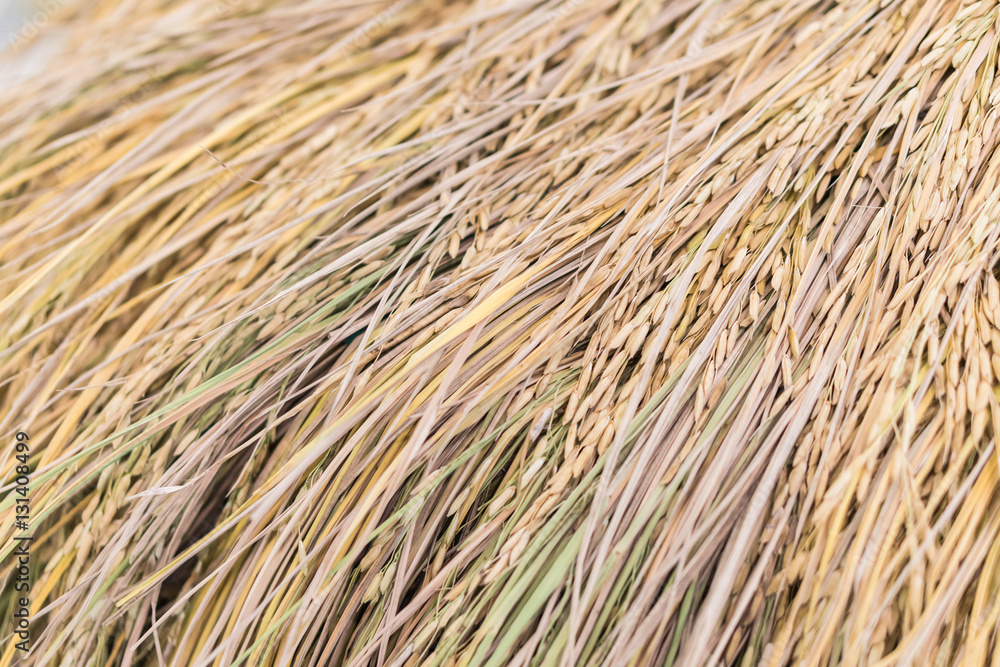 Golden Paddy rice, jasmine rice also know as Hommali rice Golden Paddy rice, jasmine rice also know as Hommali rice