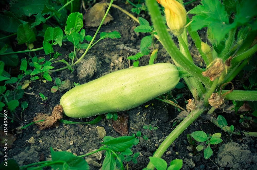 Obraz premium Green squash ripening on vine