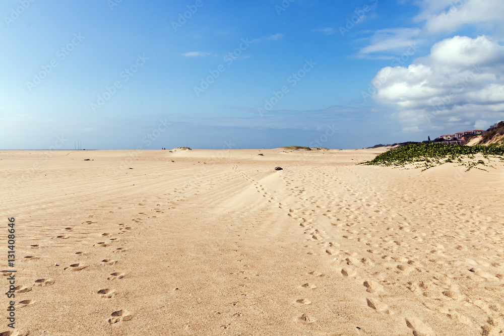 Indigenous Plant Growing on Beach Sand Dune Indigenous Plant Growing on Beach Sand Dune