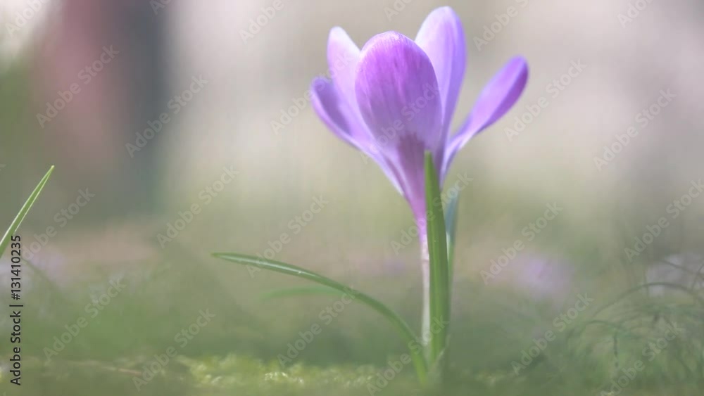 purple crocus growing outside and trembling on the wind; birds are singing their spring songs purple crocus growing outside and trembling on the wind; birds are singing their spring songs