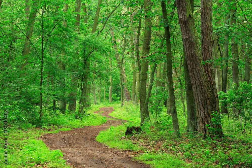 Winding Footpath through Green Forest of Deciduous and Coniferous Trees in Spring Winding Footpath through Green Forest of Deciduous and Coniferous Trees in Spring