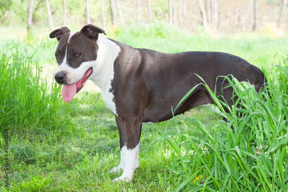 beautiful American Staffordshire Terrier