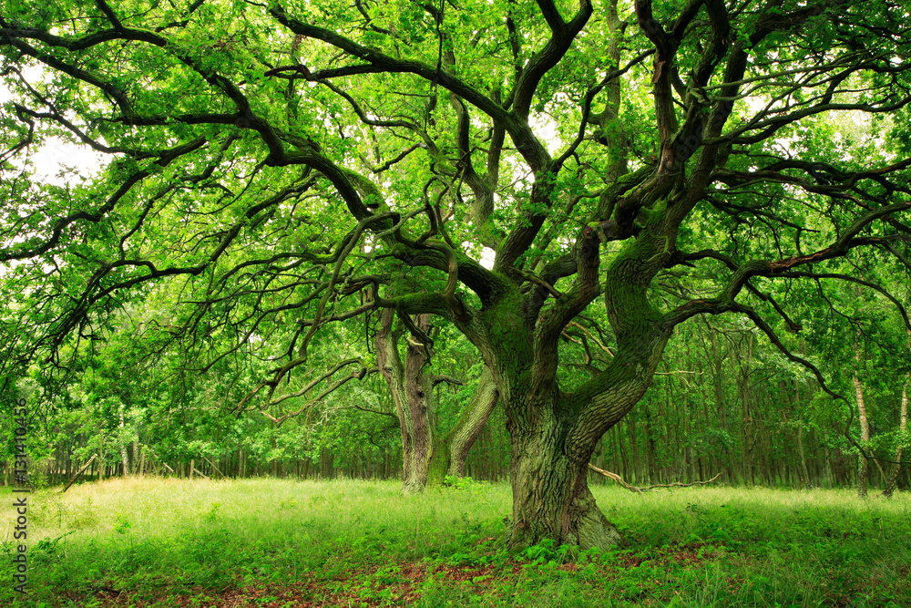 Mighty Moss Covered Old Oak Tree on Clearing in Green Forest
Mighty Moss Covered Old Oak Tree on Clearing in Green Forest