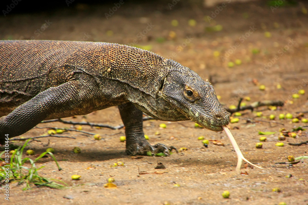 Fototapeta premium Komodo dragon walking on Rinca Island in Komodo National Park, N
