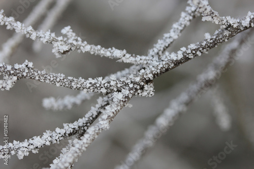 branch covered with hoarfrost © sosnytskyi