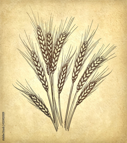 Vector illustration of wheat