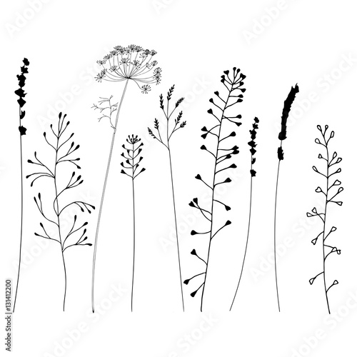 Meadow grasses, herbs and flowers outlines.