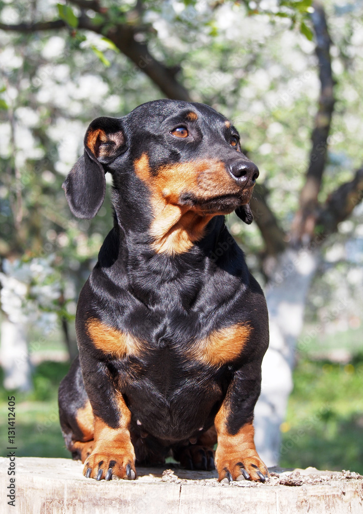 Curious small black dachshund on background of spring garden