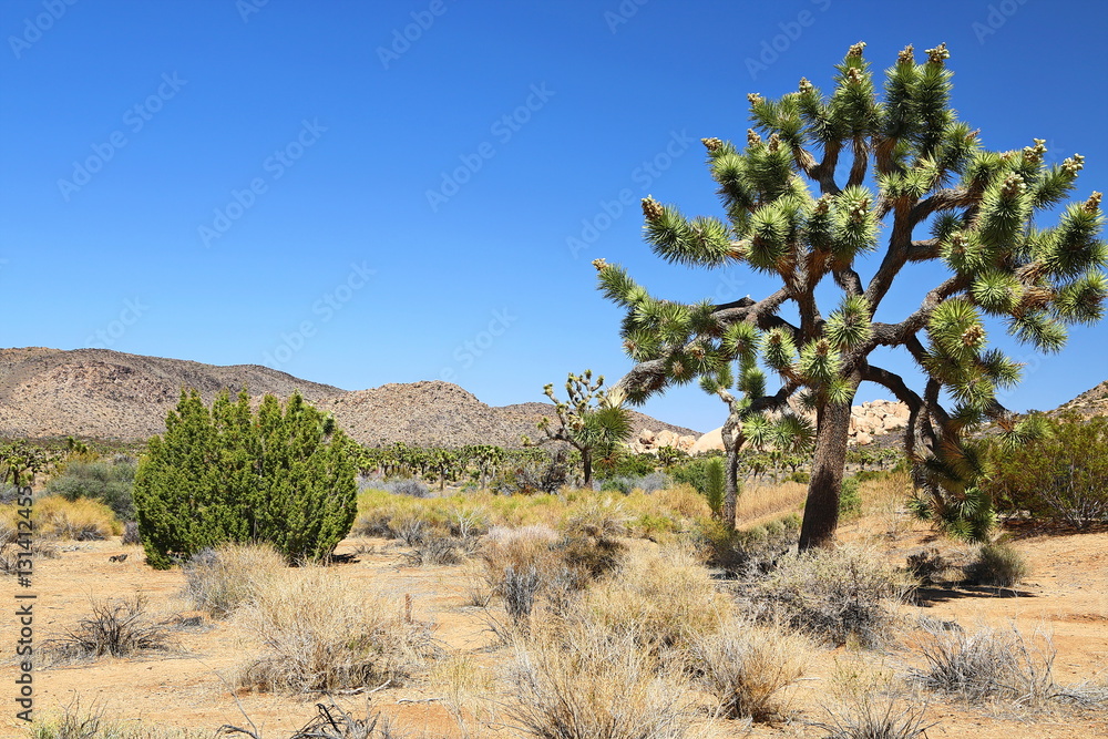 Joshua Tree