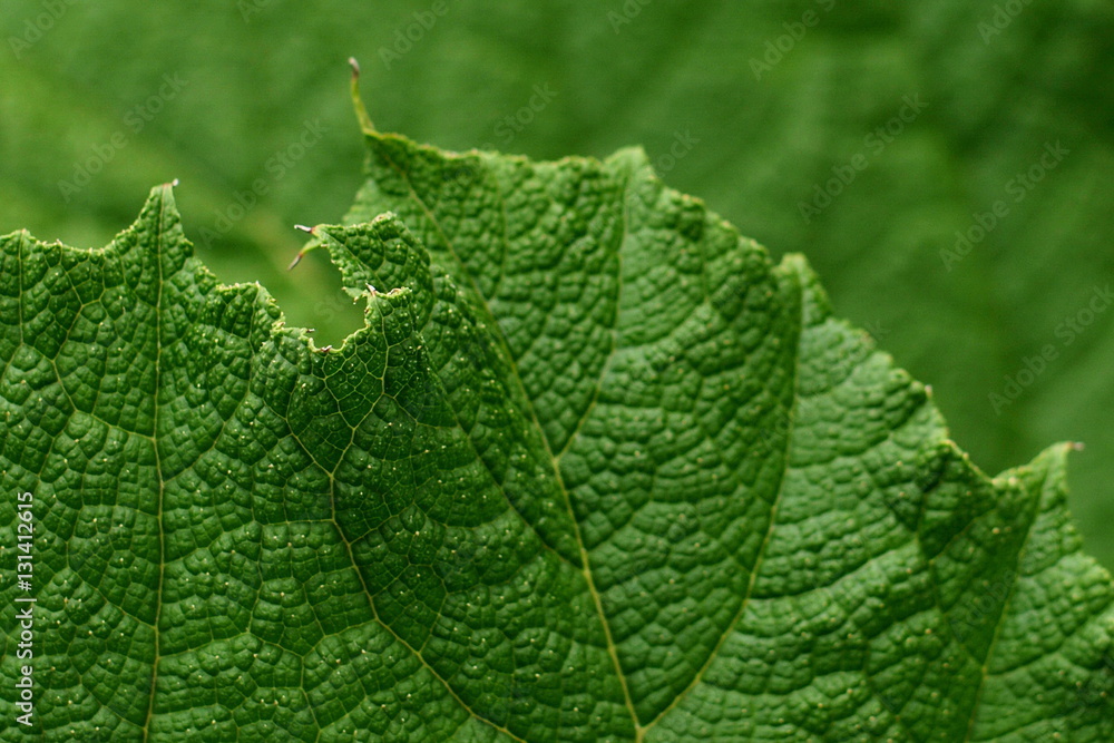 Fototapeta premium Gunnera tinctoria Mammutblatt