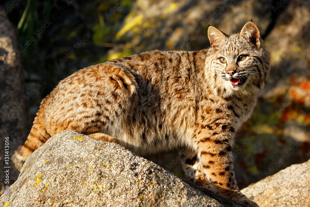 Fototapeta premium Bobcat sitting on a rock