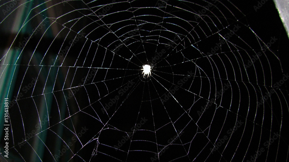 Fototapeta premium spider sits on the web