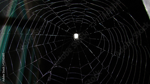 spider sits on the web