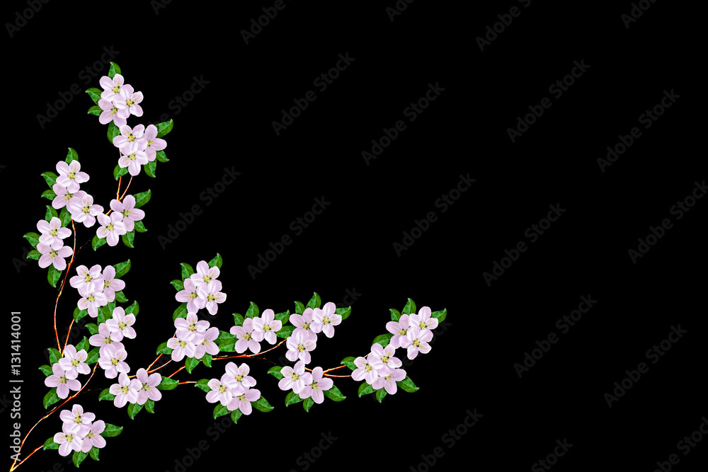 Flowering branch of apple Flowering branch of apple