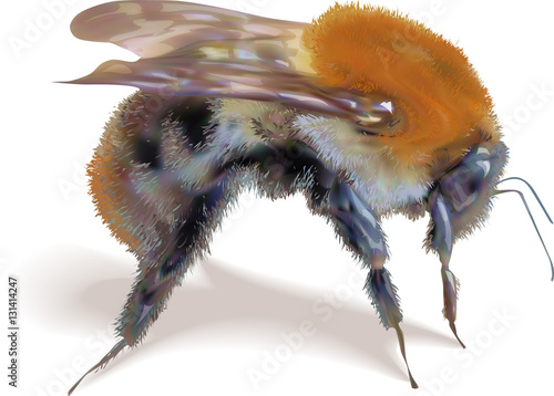 Bumblebee on a white background