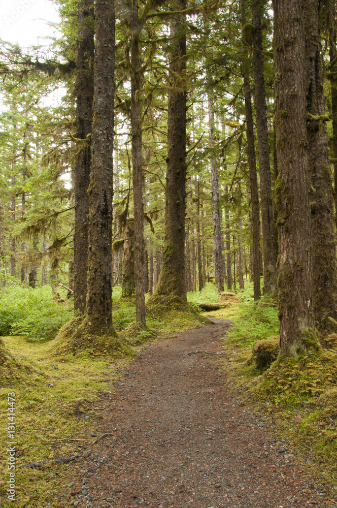 Rainforest Trail, Bartlett Cove, Alaska