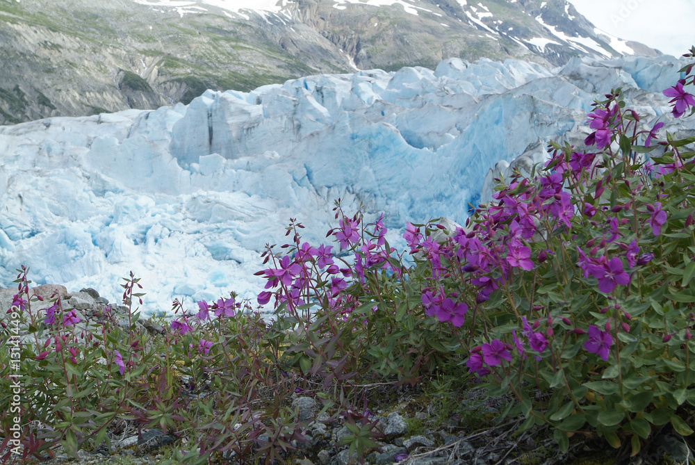 Reid Glacier and Beach Beauty Flowers
