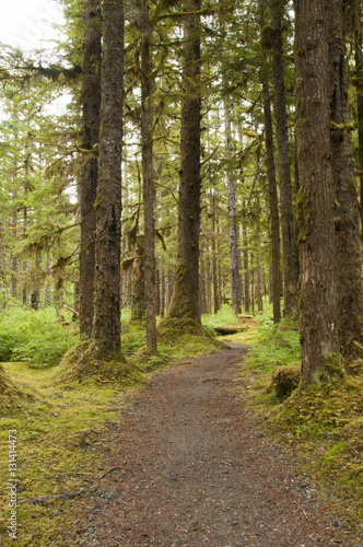 Rainforest Trail  Bartlett Cove  Alaska
