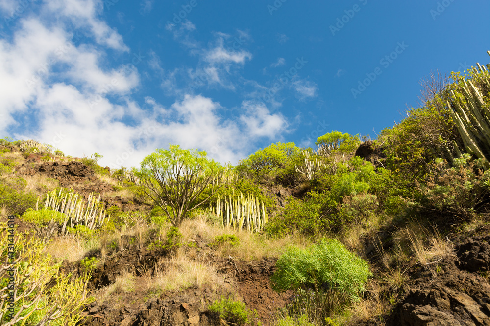 Ever-green plant growing on vulcanic lava field, Tenerife island Ever-green plant growing on vulcanic lava field, Tenerife island
