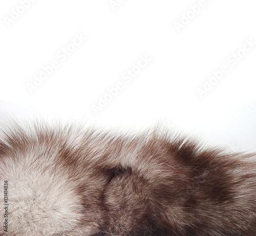 Natural Wool fox on white. Fox collar.