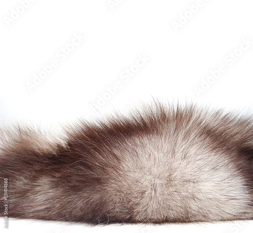 Natural Wool fox on white. Fox collar.