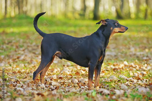 Black and tan German Pinscher dog staying outdoors around fallen autumn leaves
