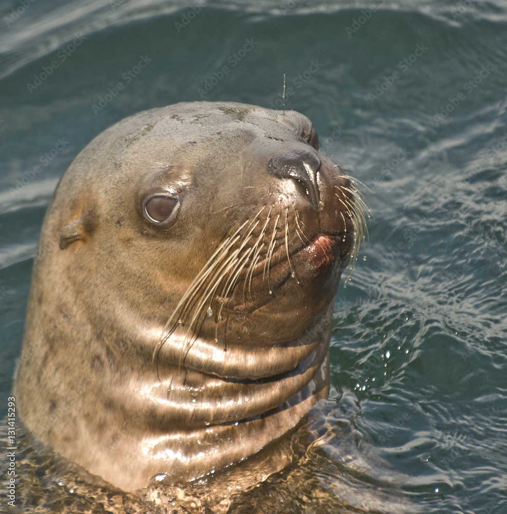 Obraz premium Curious Steller Sea Lion