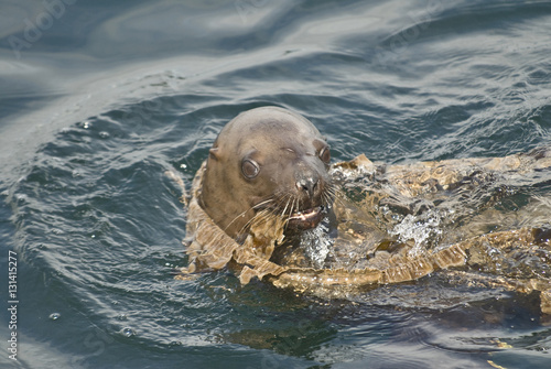 Playful Steller Sea Lion, Alaska--Wraps Itself in Kelp