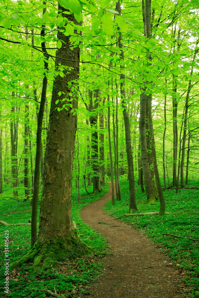 Fototapeta premium Winding Footpath through Green Forest of Deciduous Trees in Spring