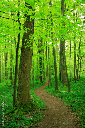 Winding Footpath through Green Forest of Deciduous Trees in Spring